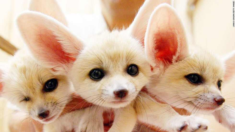Illustration for article titled A message from team fennec fox.